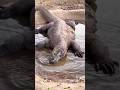 Satu satunya hewan yang memiliki pulau tersendiri #komodoindonesia #komodo #animals