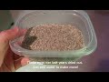 How to raise triops Day 0 and beyond [additional tips in description]