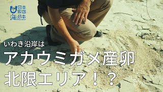 海を学ぼう！アカウミガメの産卵北限エリア・福島県いわき市沿岸 日本財団 海と日本PROJECT in ふくしま 2021 #13