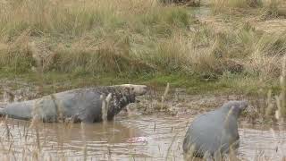 DONNA NOOK SEAL SANCTUARY NOV24