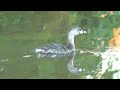 pied billed grebe at gretna city park