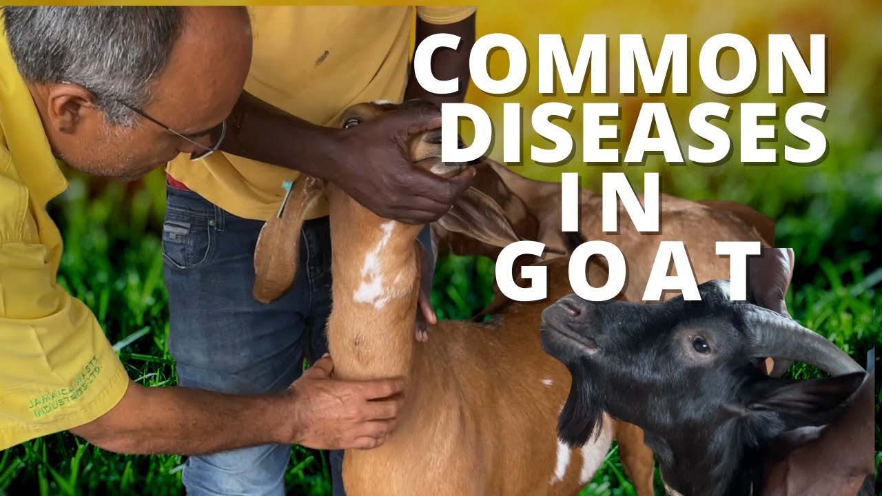 COMMON DISEASES IN GOAT & SHEEP/ MANAGING INTERNAL PARASITES - YouTube