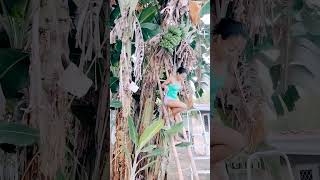 harvesting banana in the garden