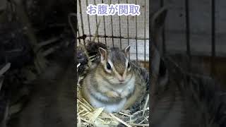 しまりす「ポン吉」ごっつあんです！！【ペット】【シマリス】【Chipmunk】【Squirrel】【Kawaii】【Cute】