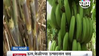 Traditional and Netafim based banana farming in Sangli district by Sanjay Kadam