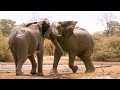 Top 5 Nail-Biting Elephant Moments | BBC Earth