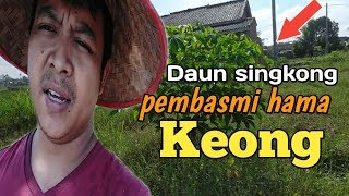 DAUN SINGKONG MENGATASI RIBUAN HAMA KEONG PADA TANAMAN PADI