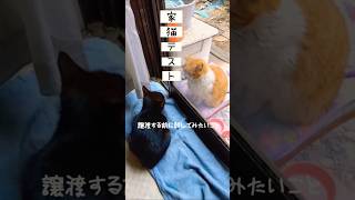 人に直ぐ慣れる猫と時間が掛かる猫の見極めをする検証をしてみた…#家猫#保護猫 #猫#cat#cats #検証 #ねこ#ネコ#猫動画 #ショート#なづママ #地域猫#里親募集中 #黒猫#外猫 #猫好き