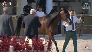 N 137 AJ HAIYAN   Fujairah International AH Championship 2024   Mares 4+ Years Old   Section C Class