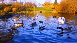 Relaxing Stream with Ducks Quacking | Beautiful Nature Ambience@failboat @sunset...