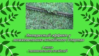 Интересный эффект и как я формирую можжевельник китайский Спартан.