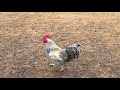 Rooster runs away