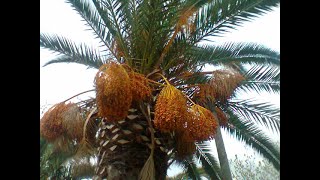 Tzel Etz Tamar (Shade of the Palm Tree) צל עץ תמר