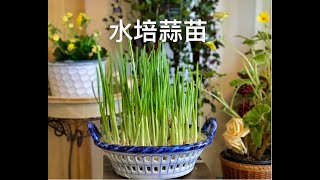 在家轻松种植，水培蒜苗，grow garlic sprouts , plant at home with me