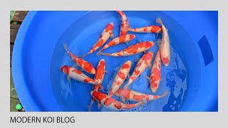 Modern Koi Blog #5283 - Tim in Japan: Kohaku & Ginrin Kohaku Jumbo Tosai Selektion