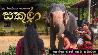 සුදු මහත්තයා නොහොත් සකුරා | Sudu Mahaththaya Sakura | #hasthi_official  #elephant | #srilanka #100