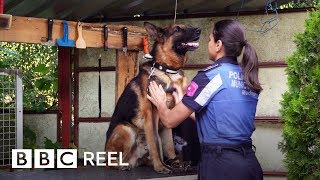 The human therapy used on dogs - BBC REEL