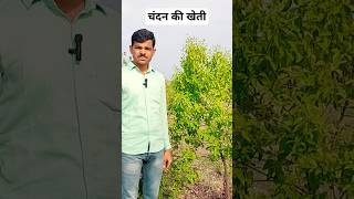 चंदन के एक पेड़ की कीमत लाखो में||white sandalwood tree price #shortvideo#chandan#sandalwood farming