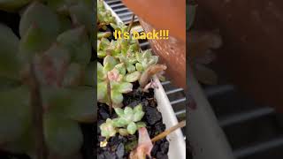 slimy bugger is back! #succulent #slugs #nuisance #garden #plants #dislike