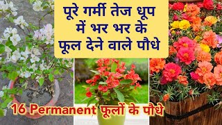 पूरी गर्मी फूल देने वाले 16+ पौधे / Permanent Flowering Plants in Summer / Summer Flowers In India