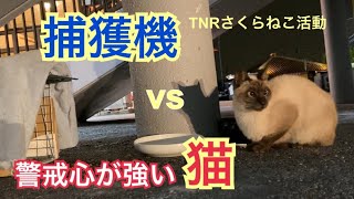 [TNRさくらねこ活動]捕獲練習。捕獲機vs全く人に懐かない誰も触れない警戒心の強い野良猫。捕獲本番7日前〜1日前。次々と子供を産むお母さんシャム猫と毎日1時間の忍耐比べ。