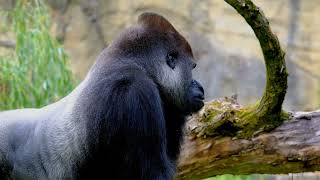 Top 10 Endangered Animals You Should Be Worrying About