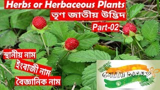 Herbs or Herbaceous Plants (তৃণ জাতীয় উদ্ভিদ) Part-02