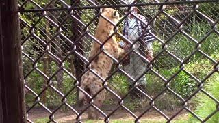 飼育員と遊ぶブチハイエナ「エサンドワ」 （千葉市動物公園）Zookeeper \u0026 Spotted Hyena