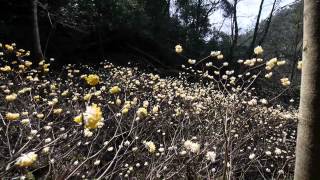 みつまた　群生地　（広島県　安芸高田市　向原)　ＨＤ