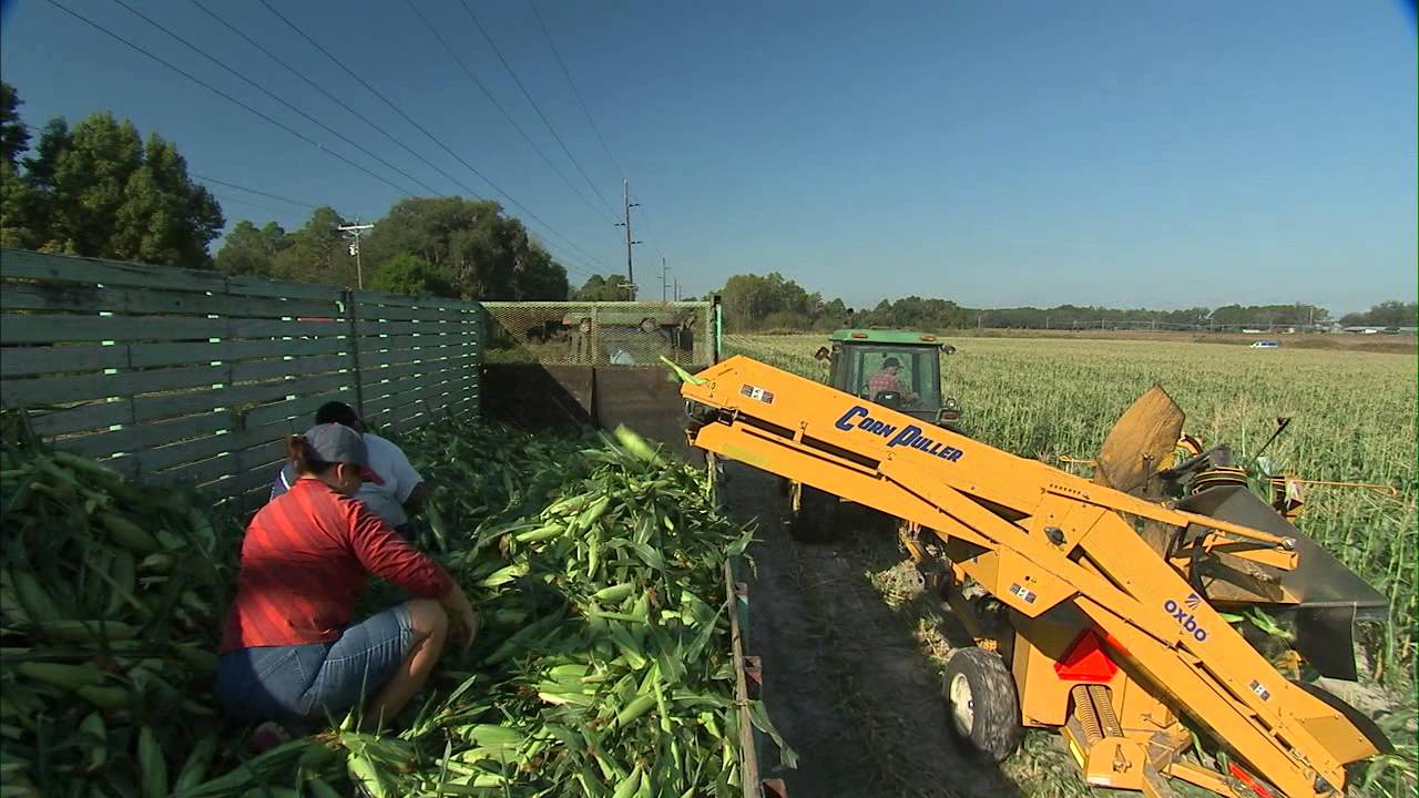 Sweet Corn Harvest Youtube