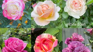 The 10 Best-Performing Roses in the Garden花园里选出10个今年表现最好的月季