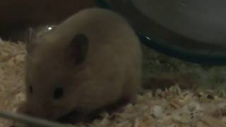 新しい家族ができました♪キンクマハムスターの赤ちゃん生後1ヶ月♪【We Got A Hamster 】