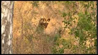 Video Jaci's Safari Lodge \u0026 Jaci 's Tree Lodge in het Madikwe Game Reserve