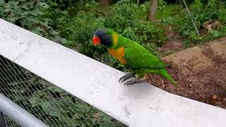 Marigold Lorikeet | Bird Paradise Singapore