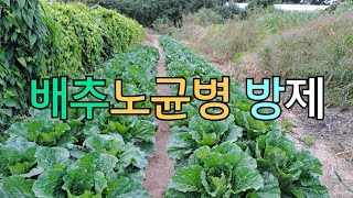 배추 노균병도 방제해야합니다