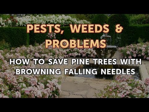 Do pine trees shed needles in the fall?