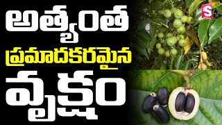 ఈ చెట్లతో తస్మాత్ జాగ్రత్త | Every Part of this Tree is Very Bad for Our Life | Manchineel Tree