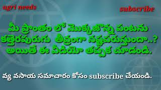 మొక్కజొన్న పంటలో కత్తెరపురుగు యాజమాన్య పద్దతులు|fall armyworm control in maize crop|FAW IN MAIZE|