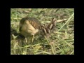 タマシギ（1）営巣（さいたま市） greater painted snipe wild bird 野鳥 動画図鑑