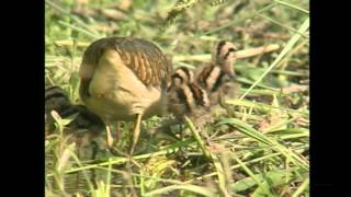 タマシギ（1）営巣（さいたま市） - Greater painted snipe - Wild Bird - 野鳥 動画図鑑