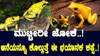 ಮುಟ್ಟಿದರೂ ಕೊಲ್ಲುತ್ತೆ ಈ ಭಯಾನಕ ಕಪ್ಪೆ..! ಇದರ ವಿಷ ಹೇಗೆ ಬಳಕೆಯಾಗುತ್ತೆ ಗೊತ್ತಾ..? Mystery of the dart frog