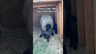 Christmas Day Lambs: A Celebration of Life