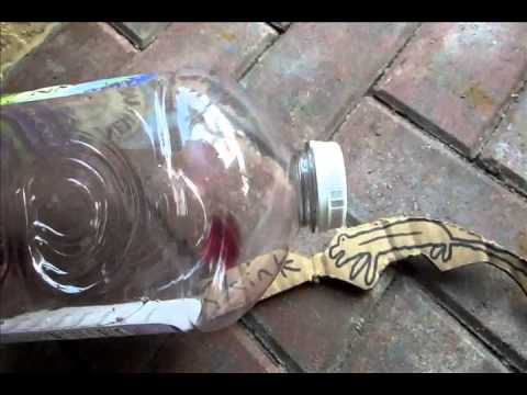 Lizard Trap Home made build process! I had a WILD SKINK !!! Lizard Trap Home made build process! I had a WILD SKINK !!!