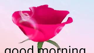 Good morning rose