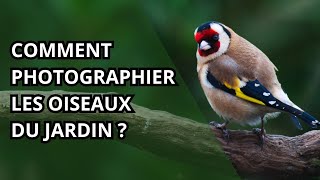 Comment photographier les oiseaux du jardin ?