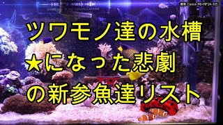 【海水魚116】スズメダイ達のイジメに負けて星になった魚たち