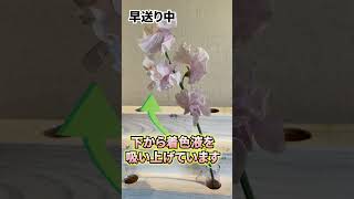 【染め花】スイートピーが染まるまで早送り再生！染め花の作り方を解説。富山のお花屋さん『玄関の灯り』#shorts