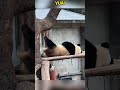 渝爱伸腿伸了半天都没够上树干，太搞笑了 pandacub cute pandachina animals giantpanda funny cutepanda zoo パンダ君