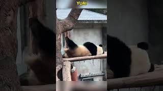 渝爱伸腿伸了半天都没够上树干，太搞笑了 #pandacub #cute #pandachina #animals #giantpanda #funny #cutepanda #zoo #パンダ君