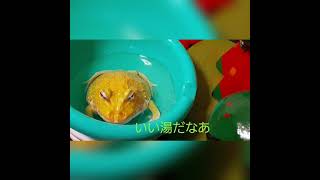 カエルの日常#2  クラウンウェルツノガエル(イエロー) Frog is cute